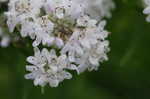 Narrowleaf mountainmint